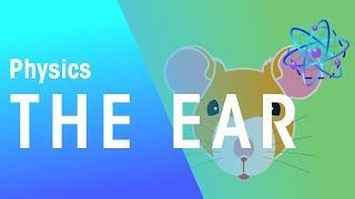 The Ear | Waves | Physics | FuseSchool