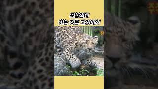 표범인데 하는 짓은 고양이?! 애교 부리는 표범ㅎㅎ #shorts