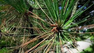 Brown & Dying Pine Needles? It Could Be Dothistroma Needle Blight | Arbor Experts, Dayton, Ohio