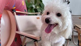 【Pet Friendly Cafe】 Pawty Time #petfriendly #dog #subscribe #cute