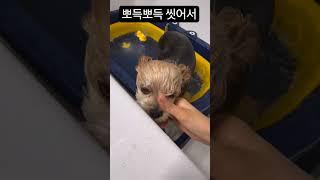 강아지 유치원 등원준비 꼬순내 없애기 #반려견 #dog #강아지 #강아지일상 #강아지브이로그 #cute #댕댕이 #doglife