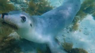 Sea lions in Jurien Bay, Western Australia 2023