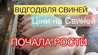 ЦІНИ на Живу ВАГУ СВИНЕЙ, Мясо Сало, Нарівтуші Базари