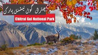 Chitral Gol National Park | KPK | پاکستان کے بڑے نیشنل پارکس | Wildlife Reserves of Pakistan