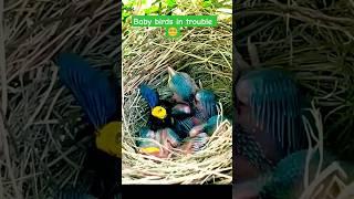 Baby birds in trouble ‍. #birds