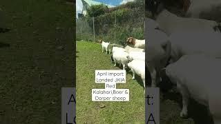 April Import new lot from South Africa to Kenya: Boer goats, red Kalahari goats, dorper sheep