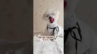 11년차 댕댕이의 묘기는 이런거야 #dog #기술 #묘기 #약먹기 #순삭 #cutedog #부르지마 #shorts