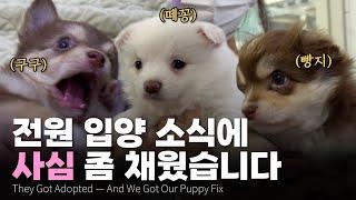 유기견 엄마가 낳은 아기들… 전원 입양 가는 날의 기적 Miracle on the Day of Everyone's Adoption