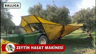 ▶️ Kendi Yürür Zeytin Hasat Makinesi Nasıl Çalışır?