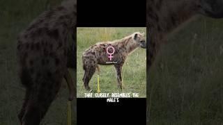 Hyena | The creature that suffers the most during childbirth