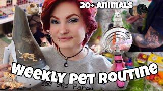 MY WEEKLY PET ROUTINE W/ 20+ ANIMALS! 