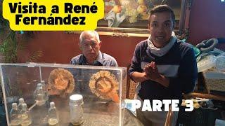 Visita a René Fernández (Parte 3) #orquideas #orchids #catleya