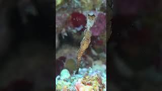 Meet the Robust Ghost Pipefish!This fascinating fish masterfully mimics a blade of seagrass.