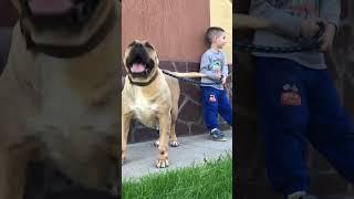 Presa Canario Sura & little owner