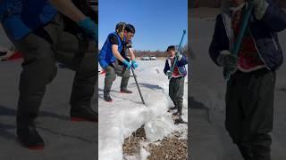 A wonderful process of harvesting fish by breaking the ice