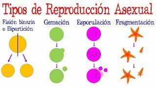 Tipos de Reproducción Asexual  [Fácil y Rápido] | BIOLOGÍA |