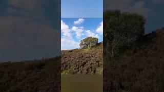 그 묘한 매력의 황야를 어찌 잊겠는가?(The Moor of Haworth England) #영국여행 #브론테 자매