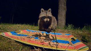 10 hour - Hungry Raccoons at Night - July 15, 2022