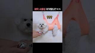 댕댕이 해먹 사용법 이거맞냐?ㅋㅋ