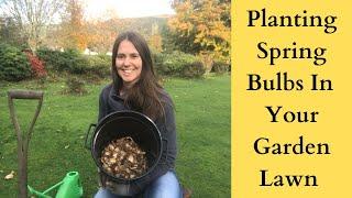 Autumn Garden | Planting Spring Bulbs | How to Naturalise Daffodil and Narcissi Bulbs in Your Lawn