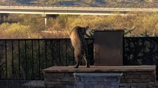 Bobcat In Backyard  Oro Valley AZ