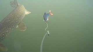 A pike smelling a lure?