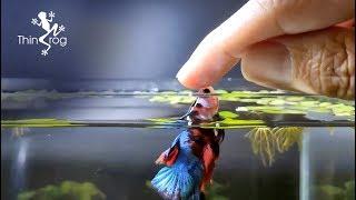 Betta Fish Male VS Female in High Jump