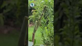 আম গাছে কলম করার সহজ পদ্ধতি | Easy Mango  Grafting Technique |YouTube shots  | #shorts