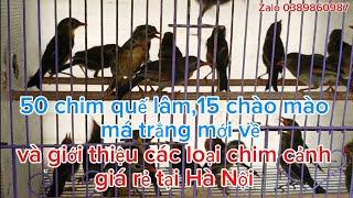 18/08_50 chim quế lâm 15 mào má trắng mới về và giới thiệu các loại chim cảnh giá rẻ tại Hà Nội