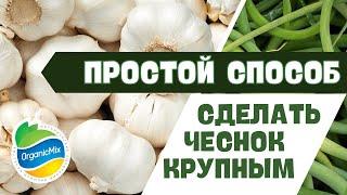 Чеснок будет огромным. Главное про удаление стрелок и подкормку озимого чеснока в июне!