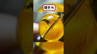 琥珀 琥珀直播 – 对庄高端 琥珀 蜜蠟 蜜蜡 珠宝定制，琥珀 养心， 蜜蠟 养人，定制属于你的 琥珀 蜜蠟 蜜蜡 珠宝 代购 挂坠，全网最权威 琥珀教学 蜜蠟教學 蜜蜡教学 #琥珀  #蜜蠟 #蜜蜡