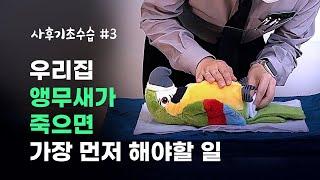 우리집 앵무새가 죽는다면 가장 먼저 해야할 일 - 사후기초수습 반려새 편