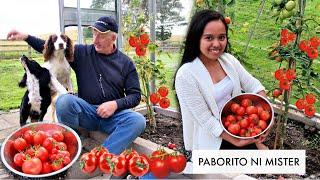 FILIPINA BRITISH LIFE IN UK: MASAGANANG TOMATO HARVEST