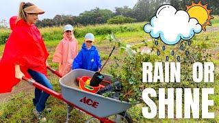 Rain Or Shine, Working On The Property. Planting Tropical Fruit Trees In The Rainy Season.