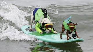 „Dog Surfing“: Wellenreiter auf vier Beinen