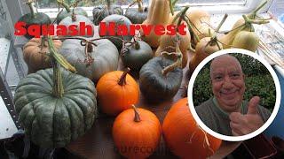 Winter squash harvest ~ Allotment gardening diary for October 2022