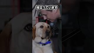 空母に犬がいるわけは