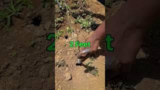 50 टन/एकड़ टमाटर का राज  Tomato Farming Secrets || Indian Farmer #shorts #indianfarmer