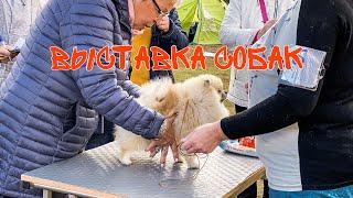 Выставка собак 20.09.20. Выставка шпицев. Получили одну CAC и одну RCAC ! Питомник Amber Happiness.