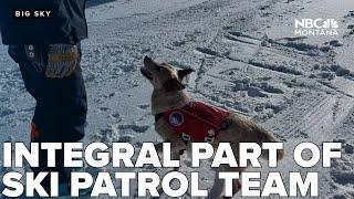 Big Sky avalanche dogs are a critical part of the ski patrol team