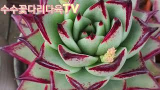없어유 제목#다육이#수수꽃다리다육 tv