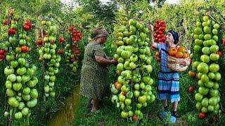 Harvesting Green and Red Tomato | Making Pickling and Adjika for Winter Preserves