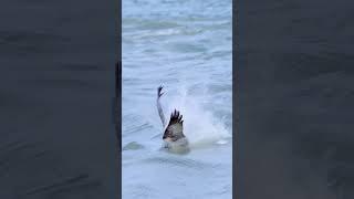 Thought it was a miss but No. Slodays Osprey   #wildlife #birds #ospreys #nature #birdofprey