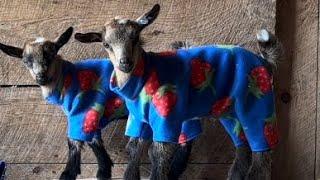 Goat parkour in pajamas!