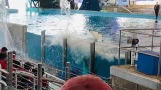 범고래 샤무의 물뿌림 l 미국 가족여행ㅣ Shamu' s fun splash at sea world in San Diego