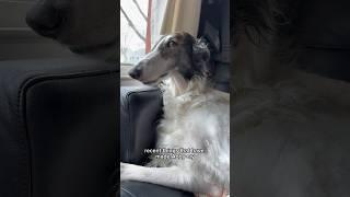 would you still love abby if she was a worm, part 1 #dogsofyoutube #dog #borzoi #silkenwindhound