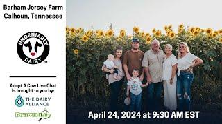 Barham Jersey Farm - Adopt A Cow Live Chat 2024