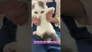 子猫販売ねこランド春日部西口店　　　　　　　　　そのままでカワイイ小雪ちゃん #ペット #猫 #ねこ #癒し #子猫 #ネコ #shorts #猫動画