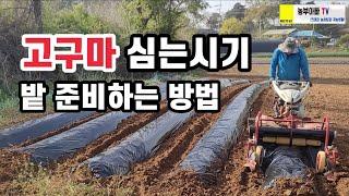 고구마 심는시기, 밭 만드는 방법