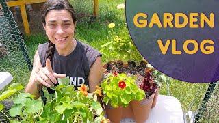 Nasturtiums, Calendulas, and GreenStalk Update - Garden Vlog